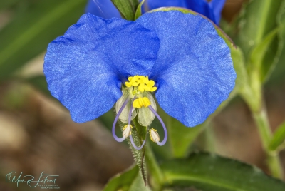 Dayflower May 2026